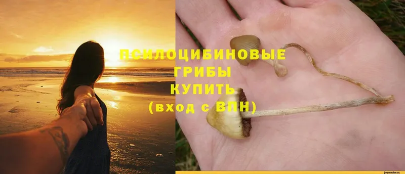 Галлюциногенные грибы MAGIC MUSHROOMS  где можно купить   Славгород 